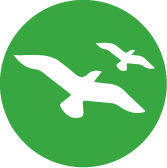 Bird Droppings