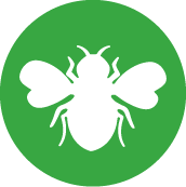 Insect Fluid